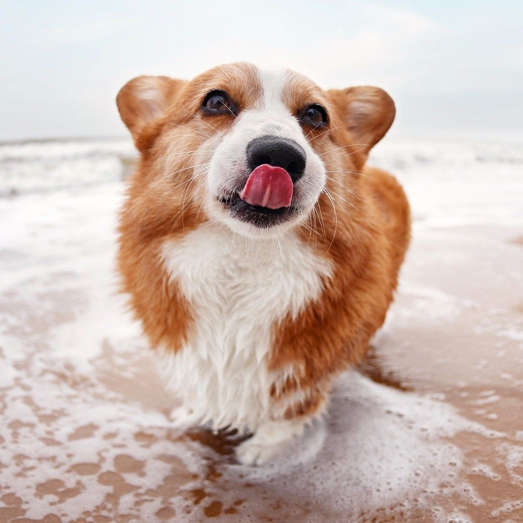 Bruno der Corgi – unser Lieblingsobjekt